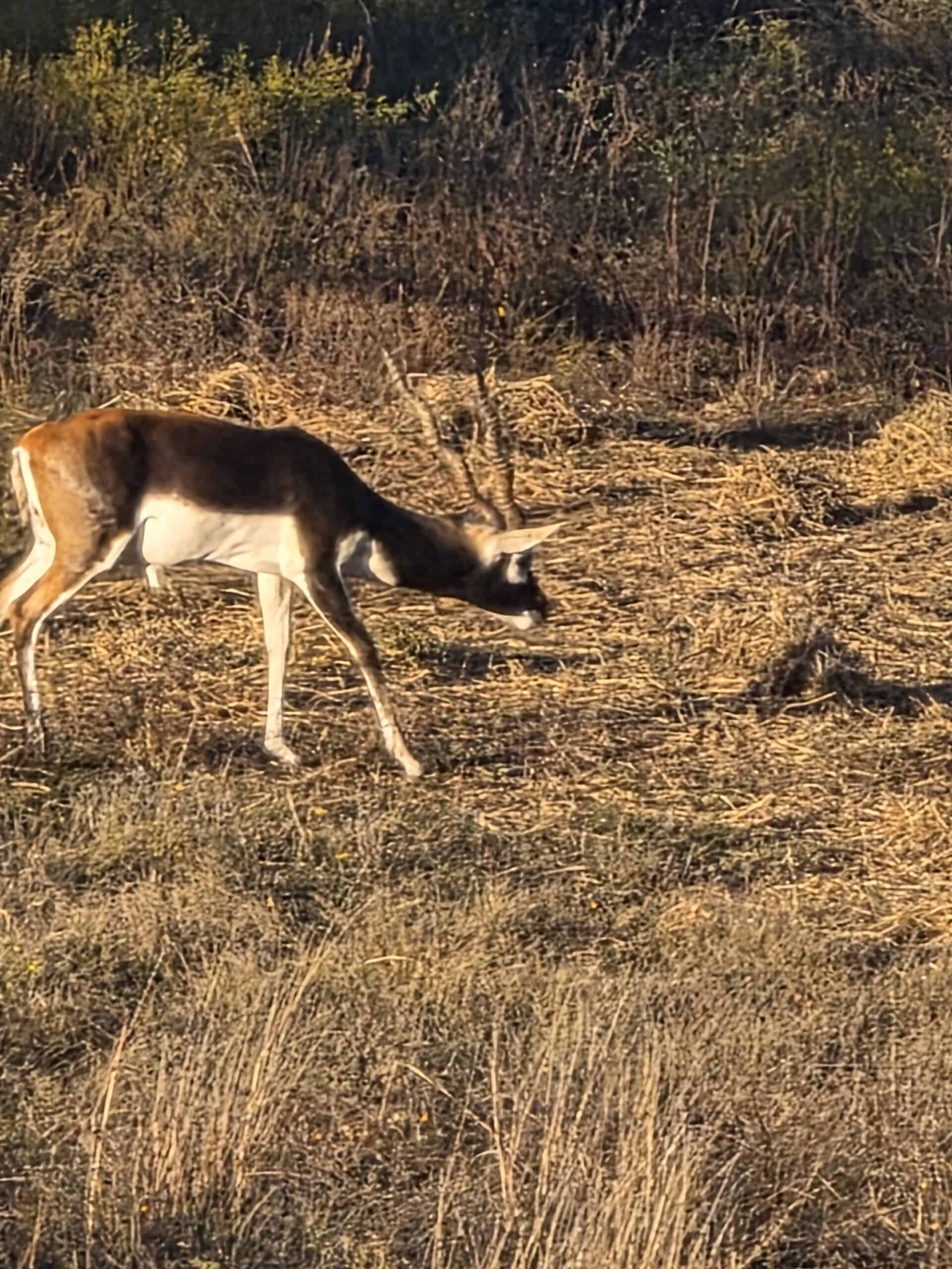 H&H Exotics - Texas game Ranch - Lometa, Texas H&H Exotics - Texas game Ranch - Lometa, Texas