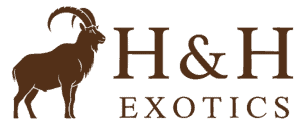 H&H Exotics - Texas game Ranch - Lometa, Texas