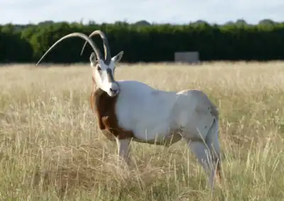 H&H Exotics - Lometa, Texas