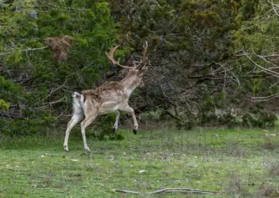 H&H Exotics - Lometa, Texas