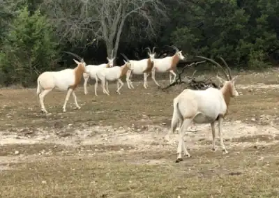 H&H Exotics - Lometa, Texas