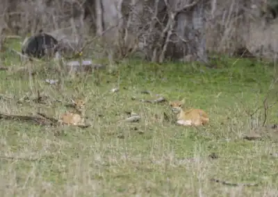 H&H Exotics - Lometa, Texas