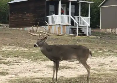H&H Exotics - Lometa, Texas