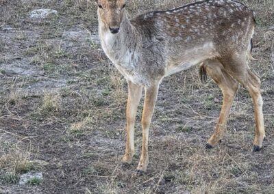 A majestic deer with antlers standing in a grassy field.