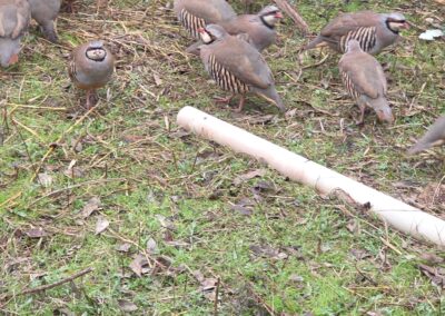 H&H Exotics - Lometa, Texas