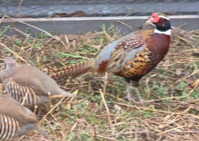 H&H Exotics - Lometa, Texas