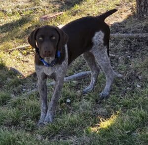 H&H Exotics - Lometa, Texas