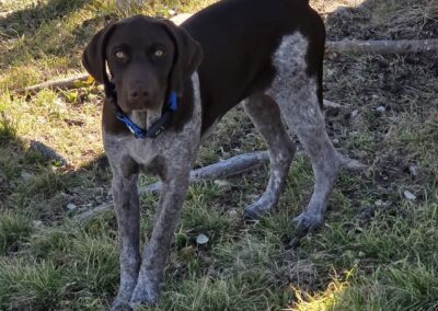 A dog with black and white fur standing outdoors on grass and dirt.