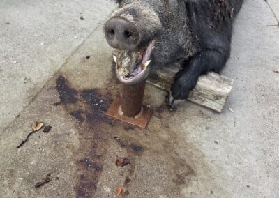 H&H Exotics - Lometa, Texas