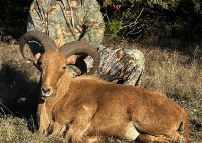 H&H Exotics - Lometa, Texas