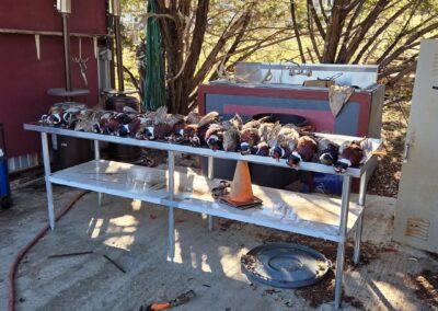 H&H Exotics - Lometa, Texas