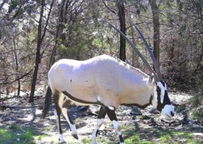 Rare oryx antelope walking in forested area with trees and sunlight.