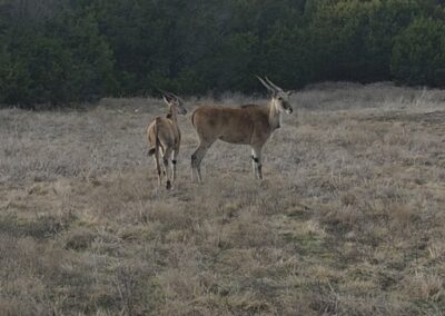 Two pronghorn antelopes standing in a grassy field with trees in the background.